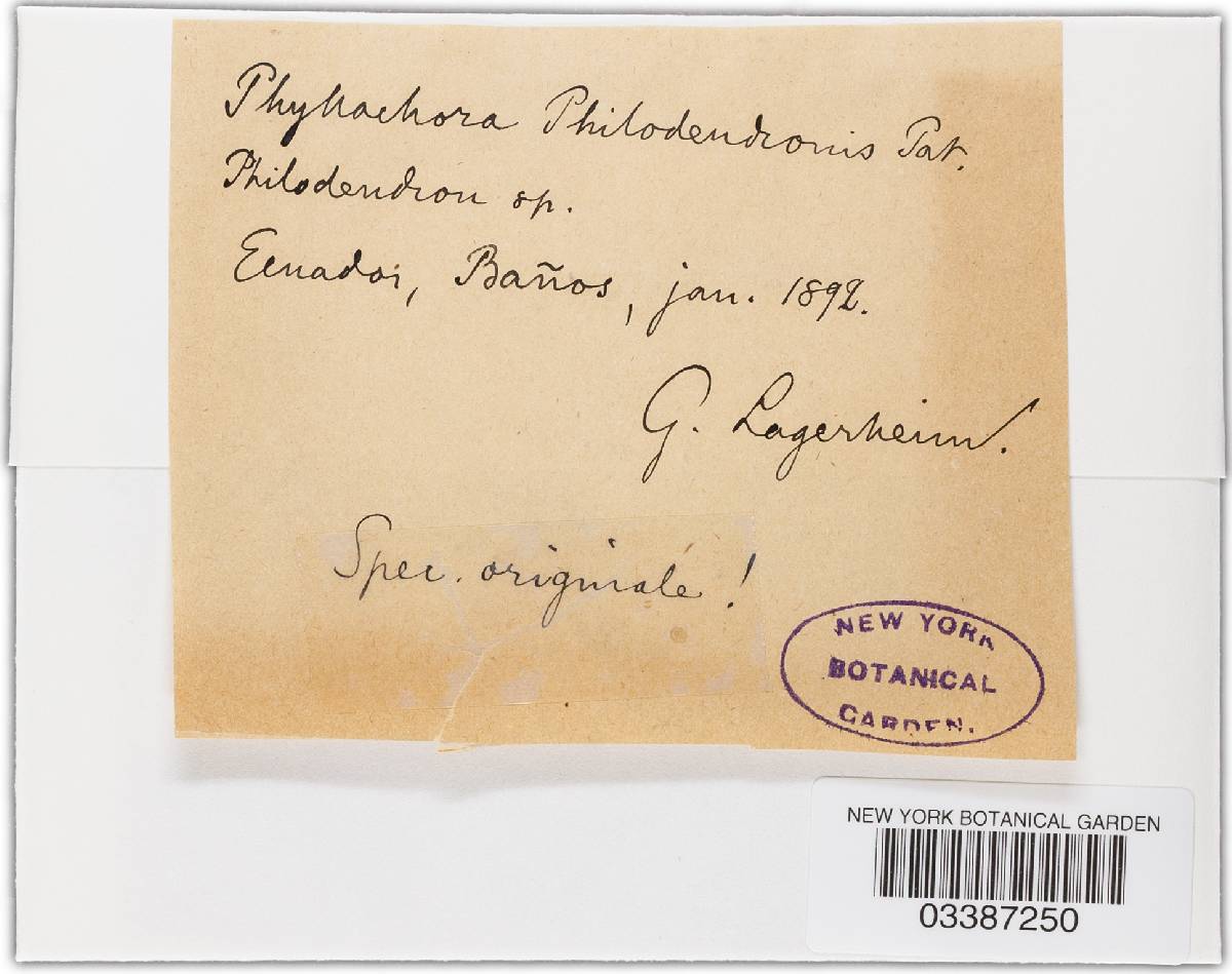 Phyllachora phylloplaca image