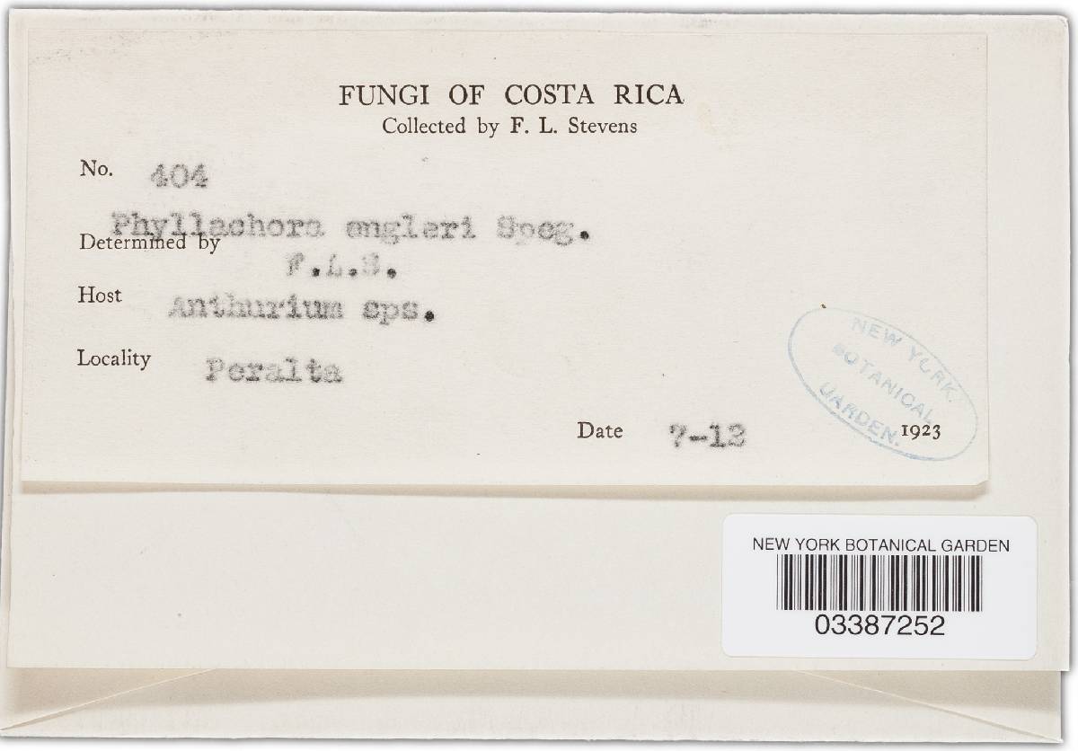 Phyllachora ipirangae image
