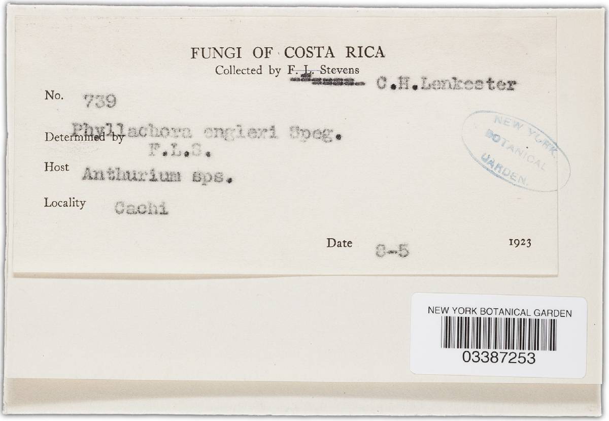 Phyllachora phylloplaca image