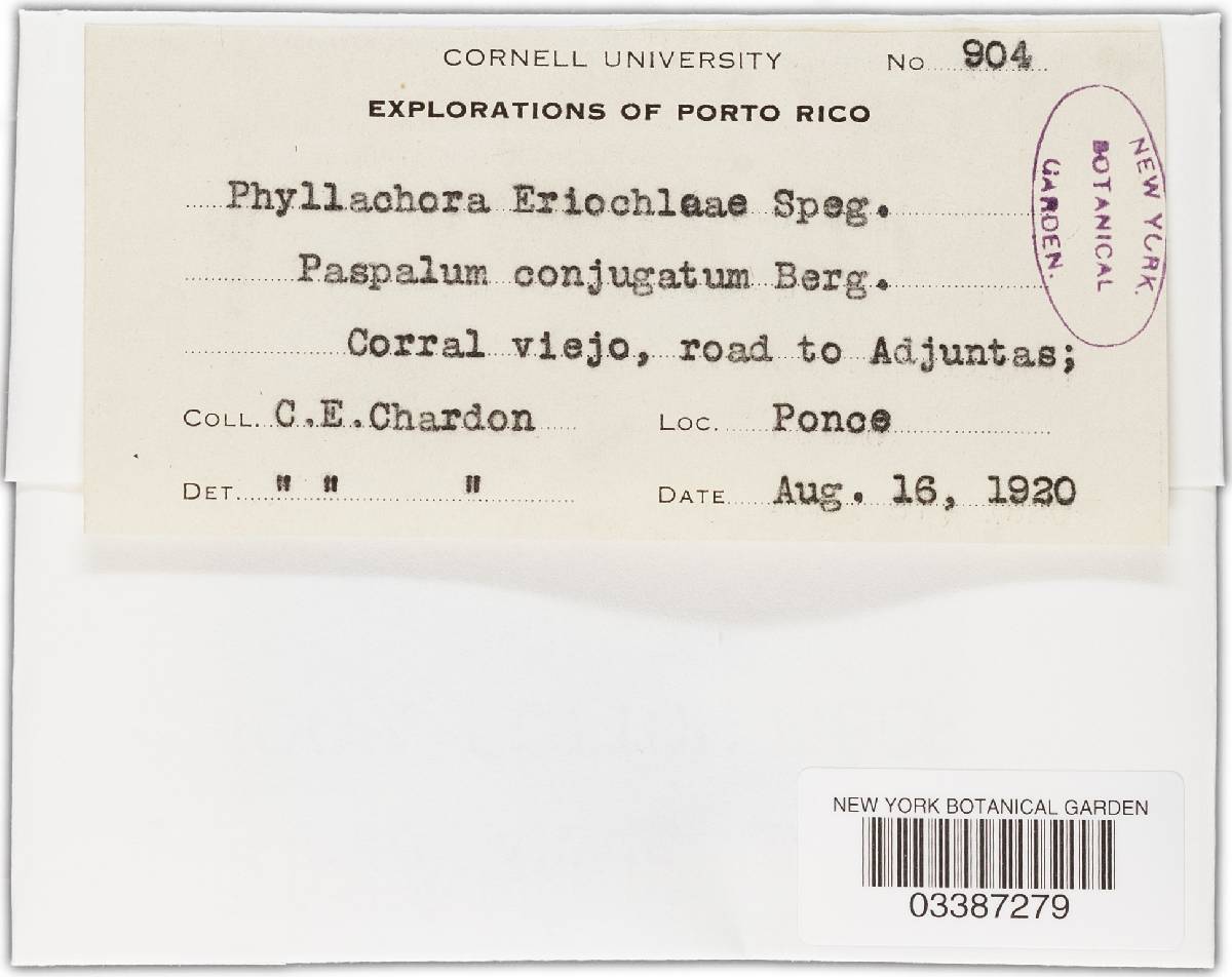 Phyllachora eriochloae image