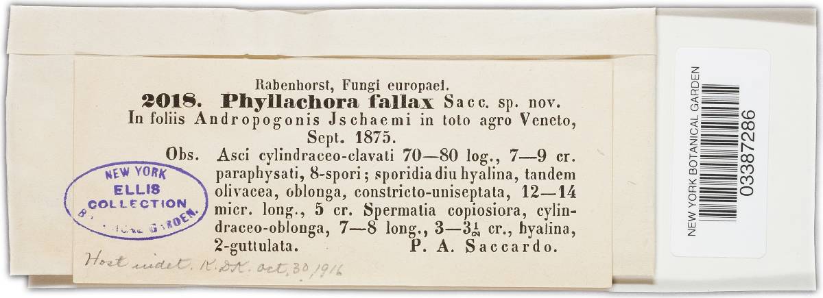 Phyllachora fallax image