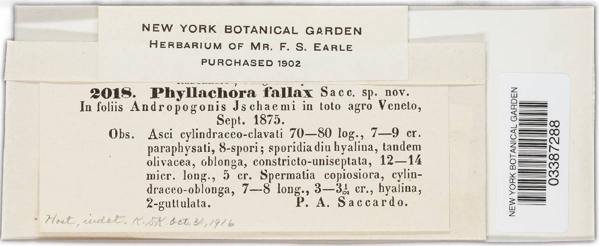 Phyllachora fallax image