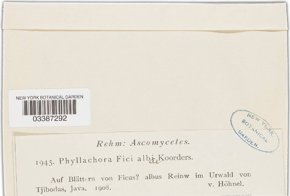 Phyllachora fici-albae image