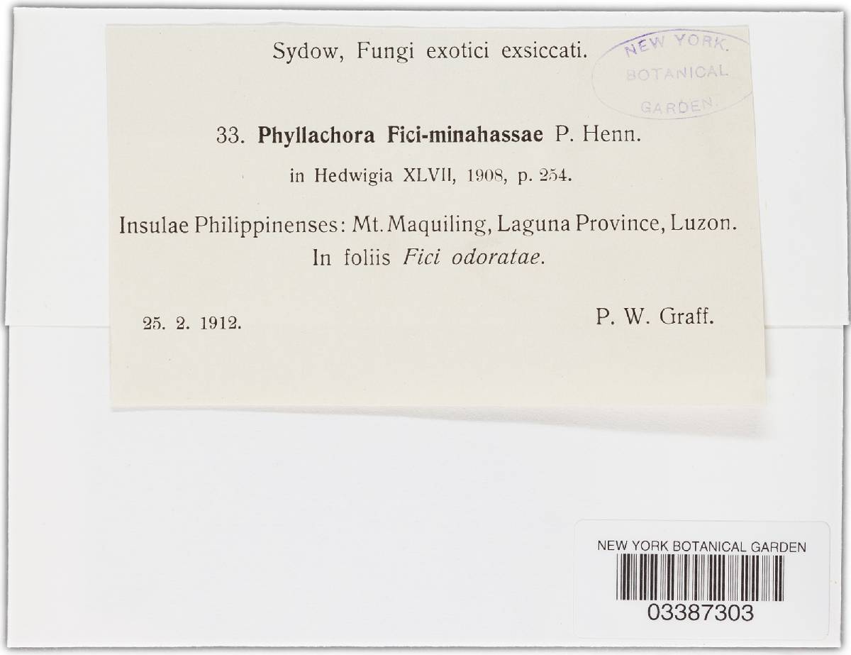 Phyllachora fici-minahassae image