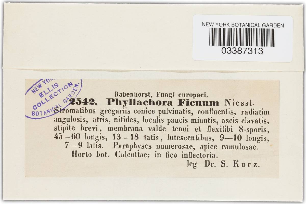 Phyllachora ficuum image