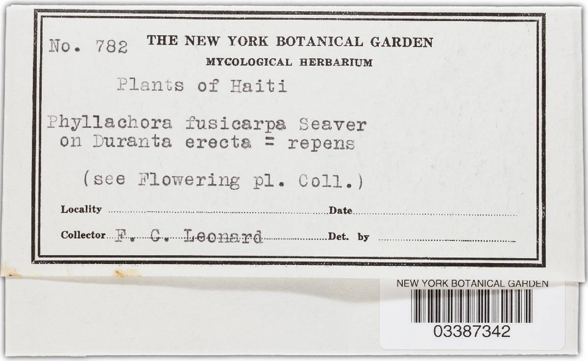 Phyllachora fusicarpa image