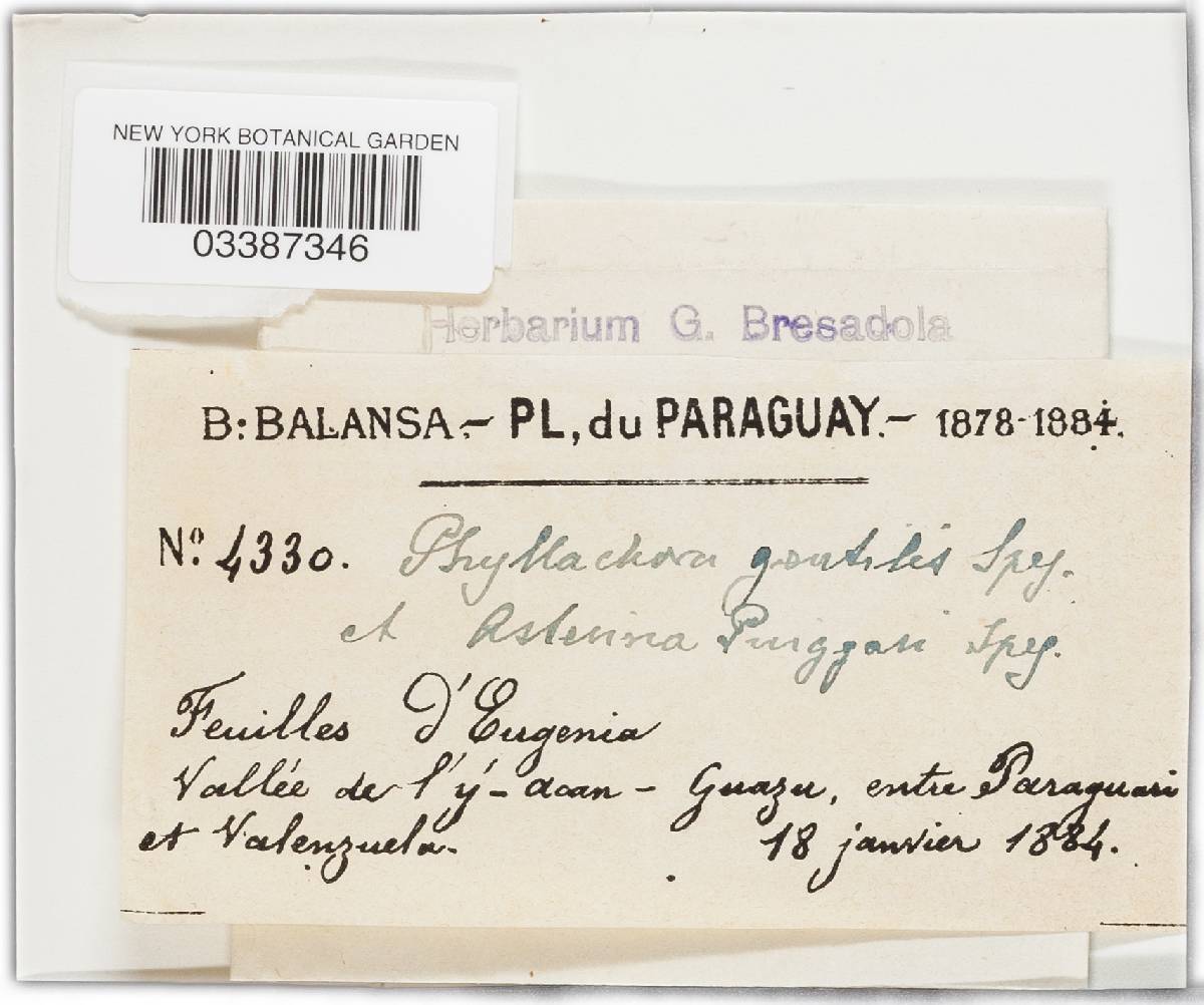 Phyllachora gentilis image