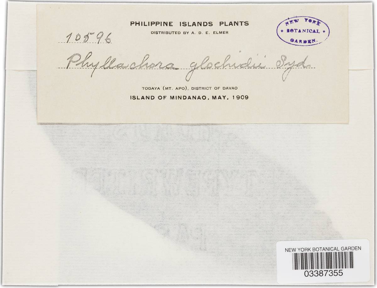 Phyllachora glochidii image