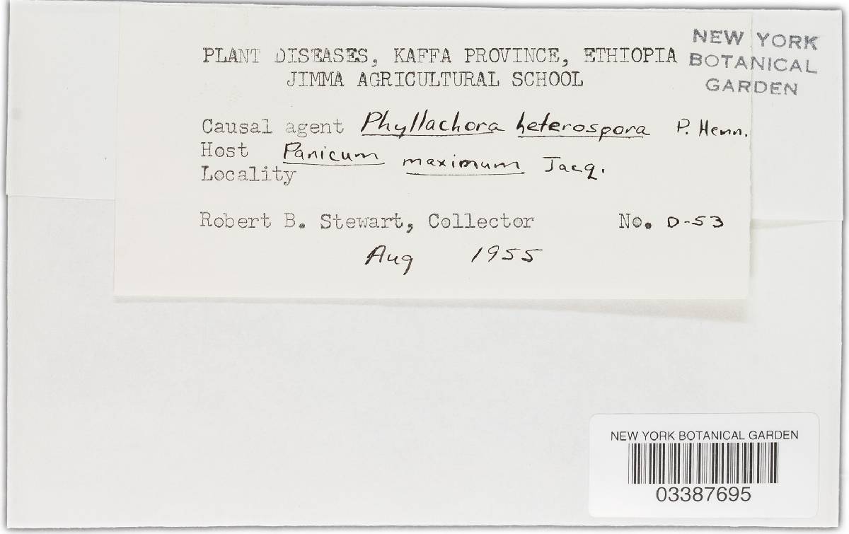 Phyllachora setariicola image