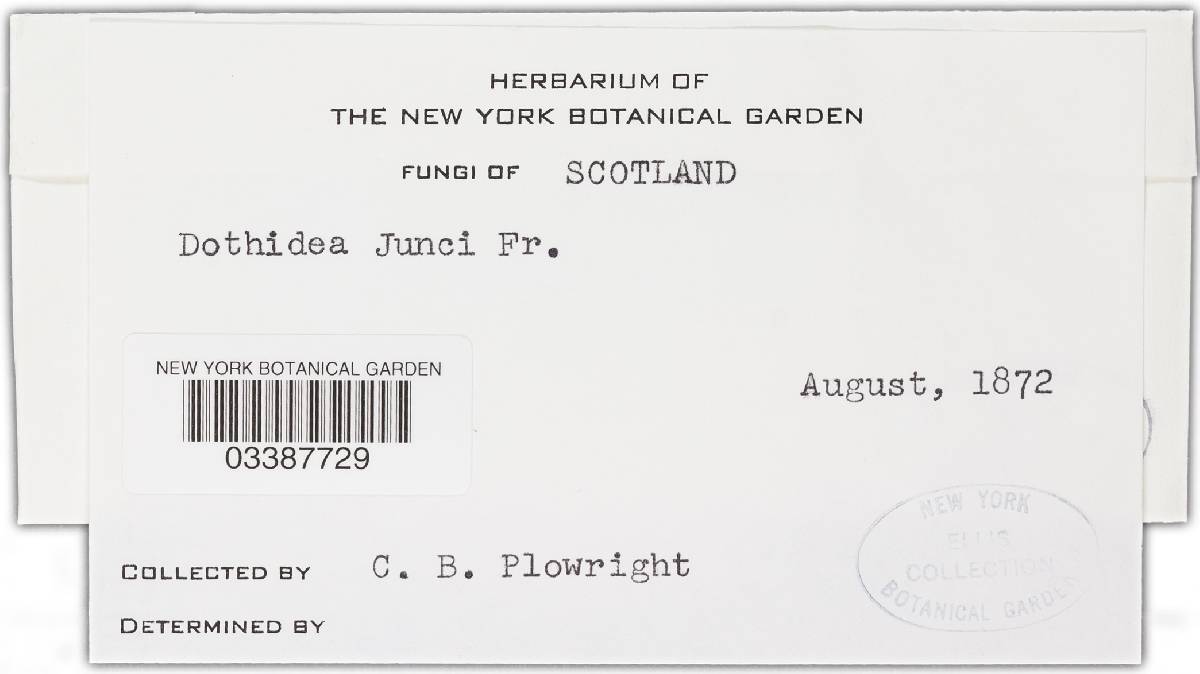 Phyllachora junci image