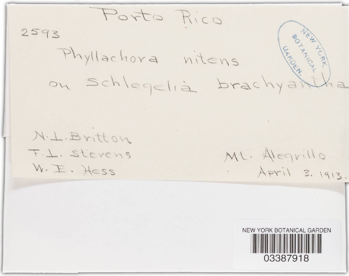 Phyllachora nitens ssp. nitens image