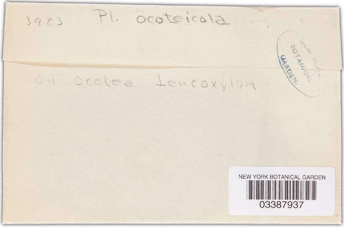 Phyllachora ocoteicola image
