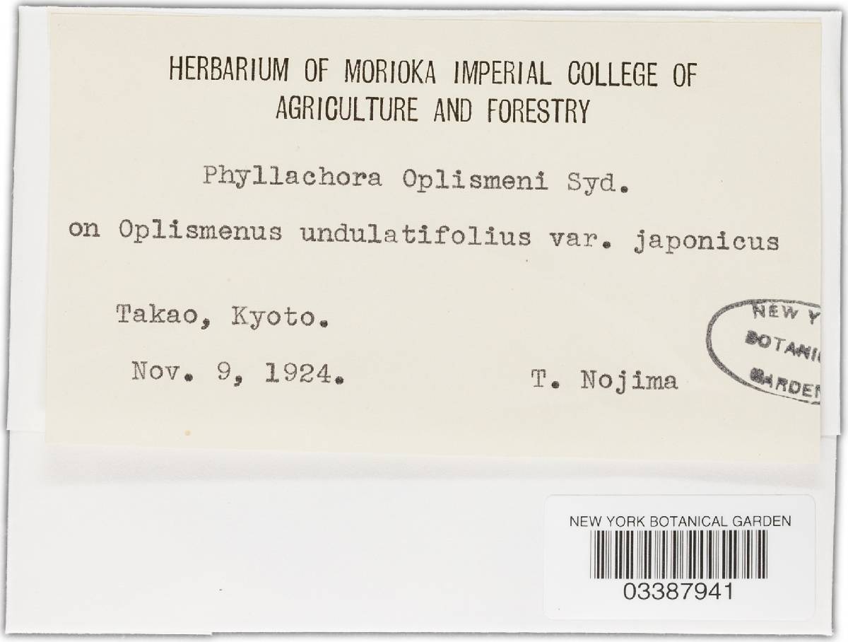Phyllachora setariicola image