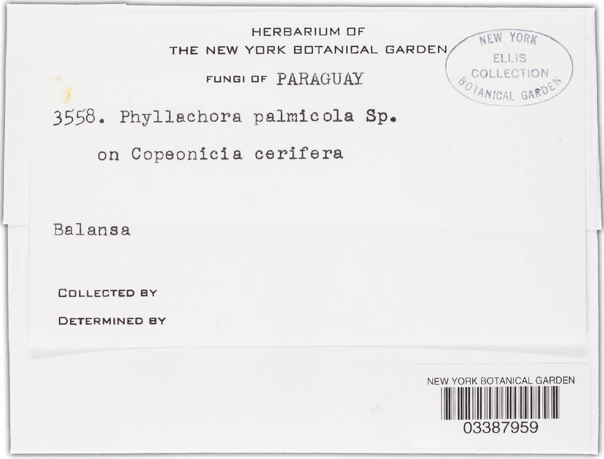 Phaeochoropsis palmicola image