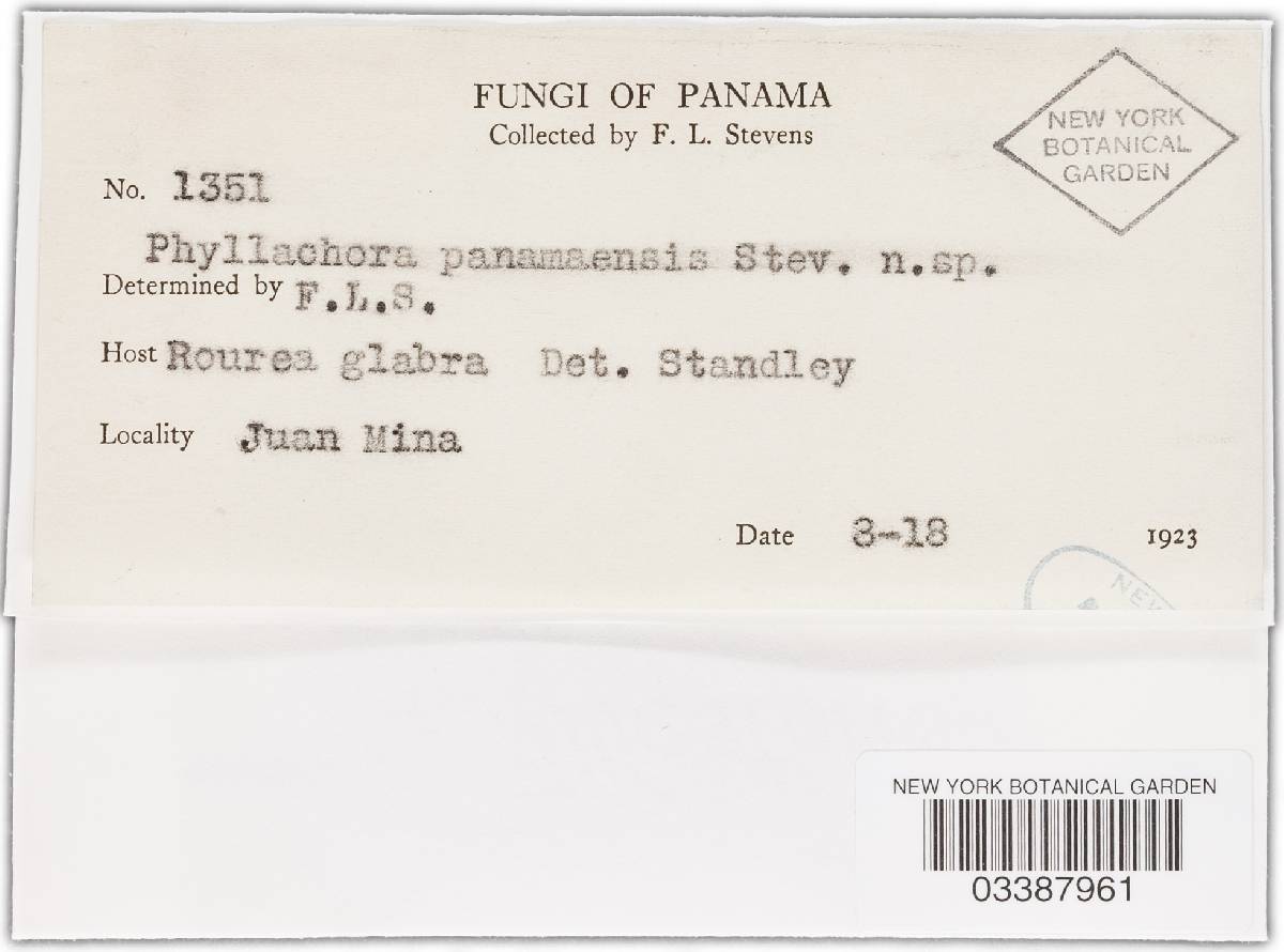 Phyllachora panamensis image