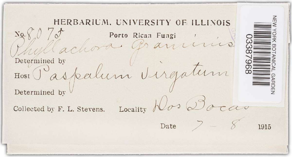 Phyllachora panici image