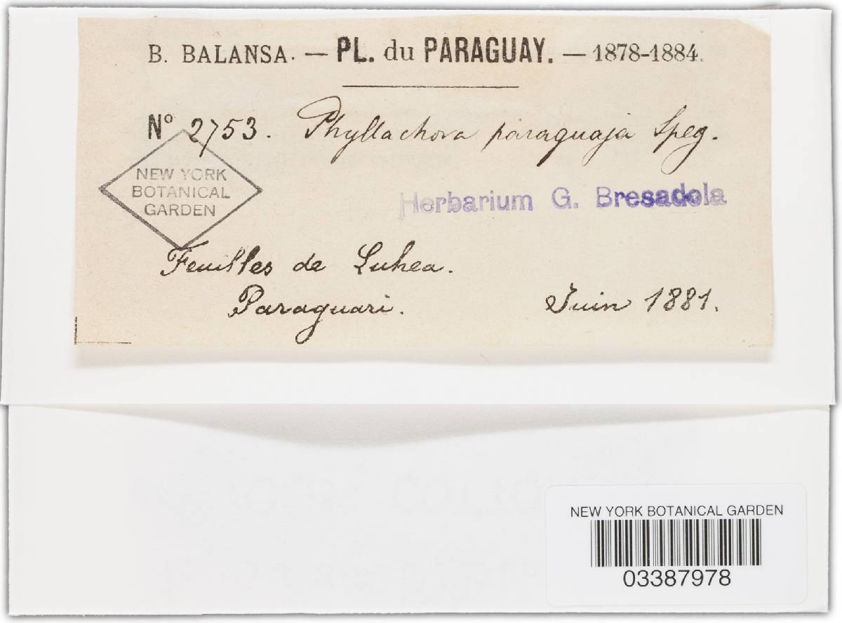 Phyllachora paraguaya image