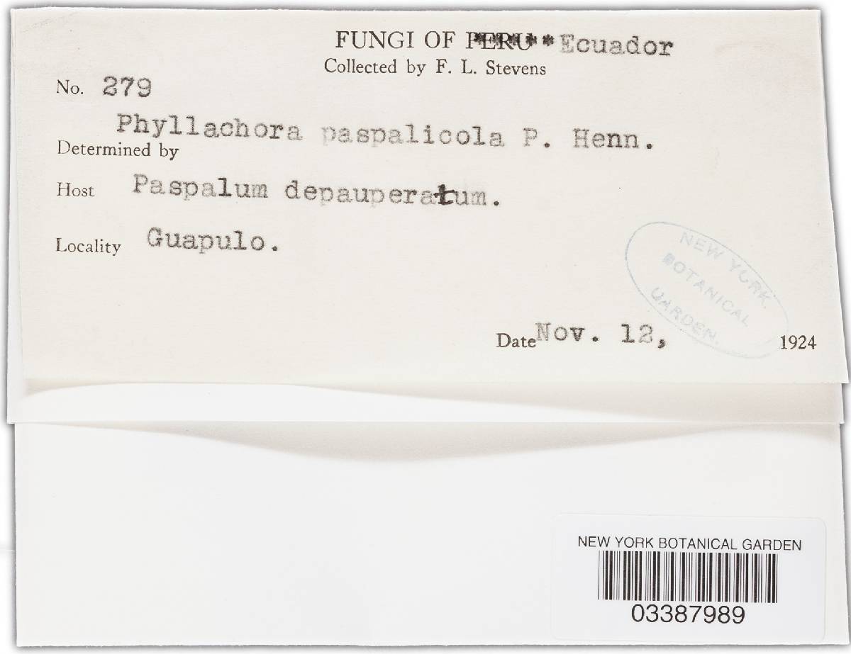 Phyllachora paspalicola image
