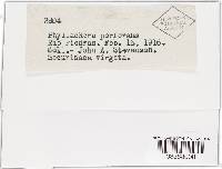 Phyllachora perforans image