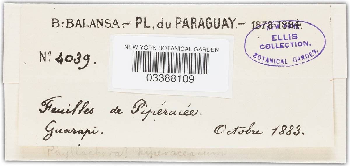 Phyllachora piperacearum image