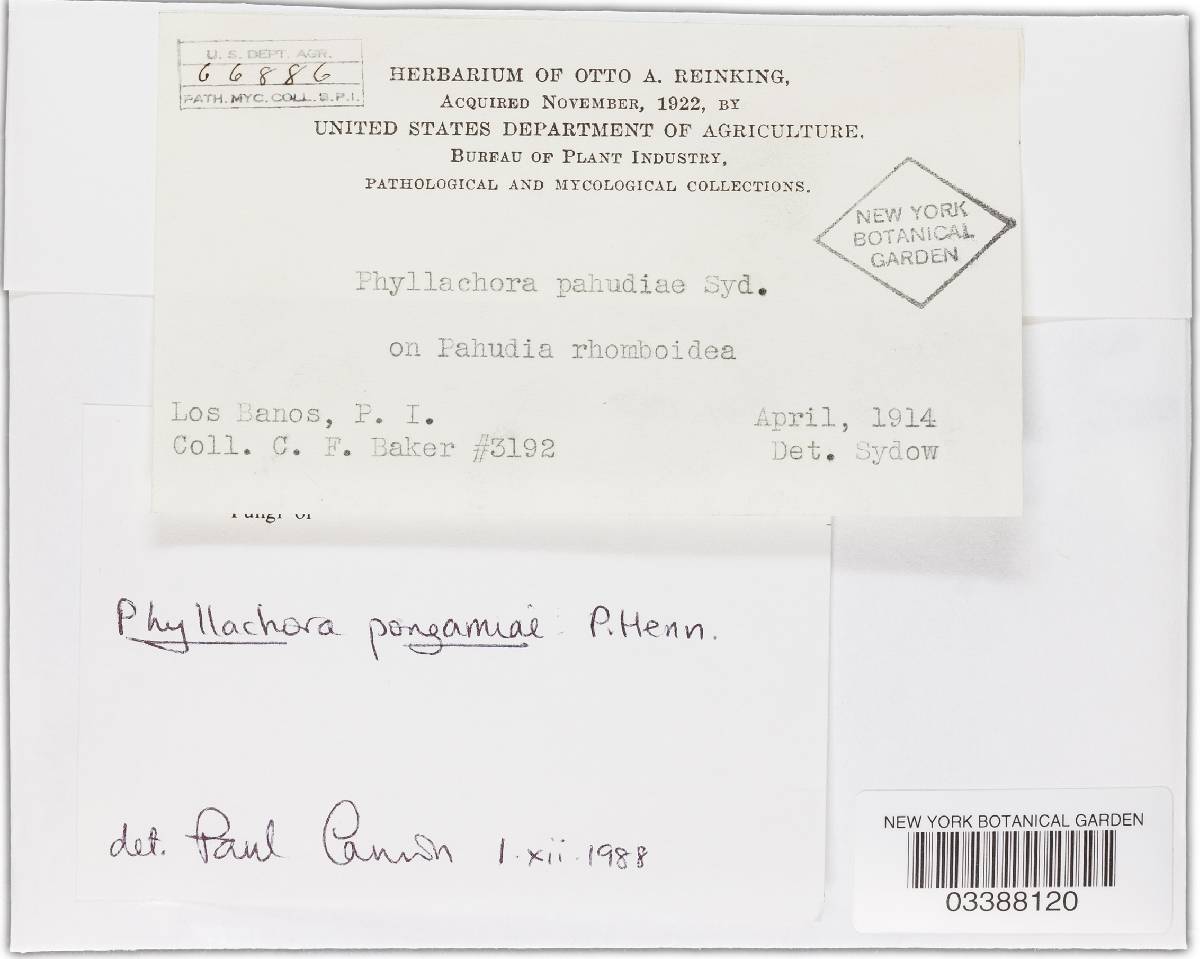 Phyllachora yapensis image