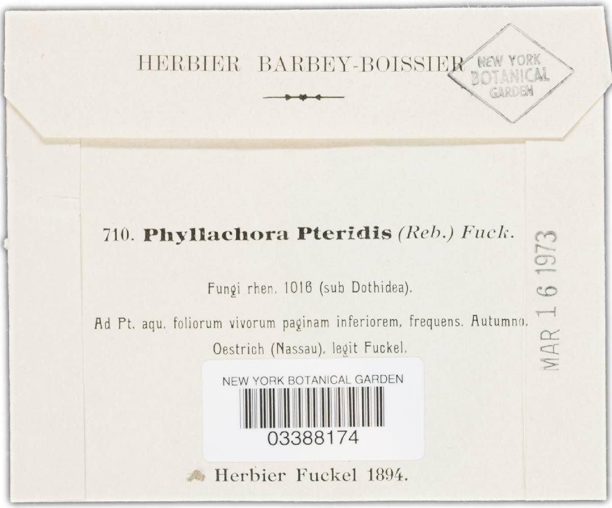 Cryptomycina pteridis image