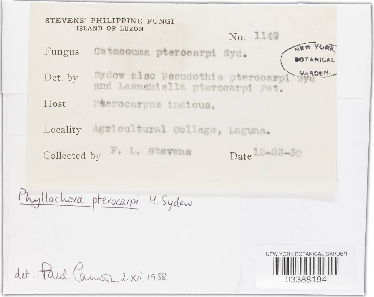 Phyllachora pterocarpi image
