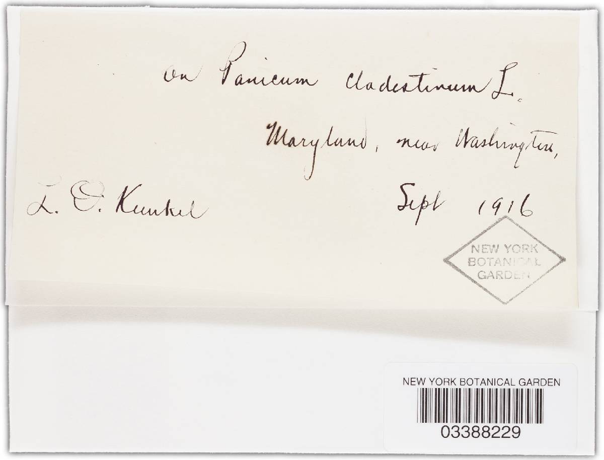 Phyllachora panici image