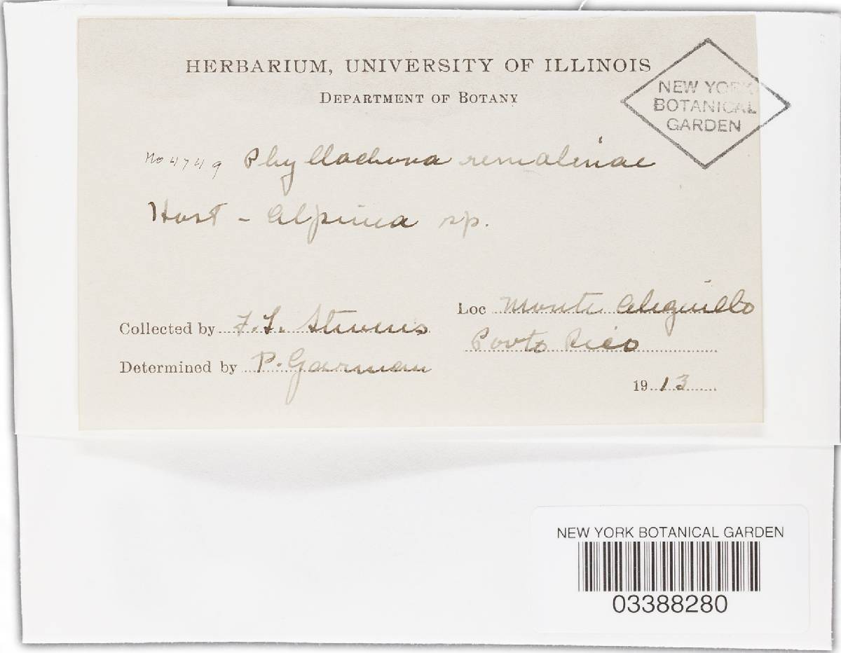 Phyllachora renealmiae image
