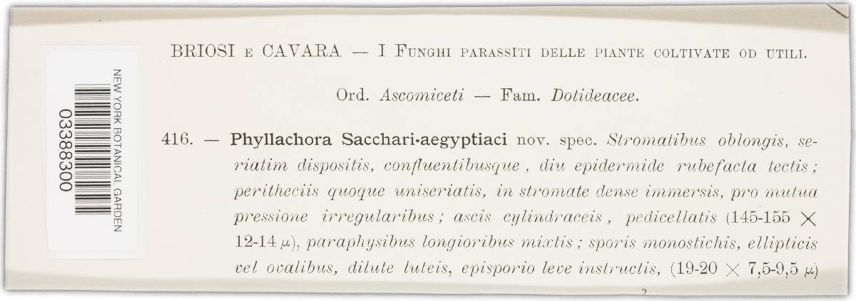 Phyllachora sacchari image