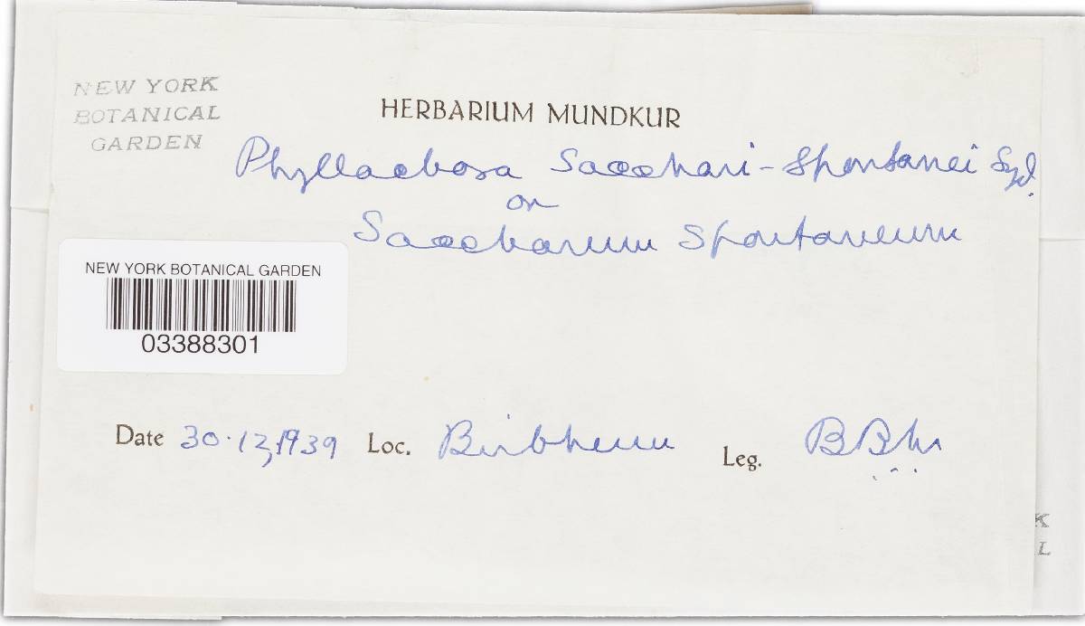 Phyllachora sacchari-spontanei image