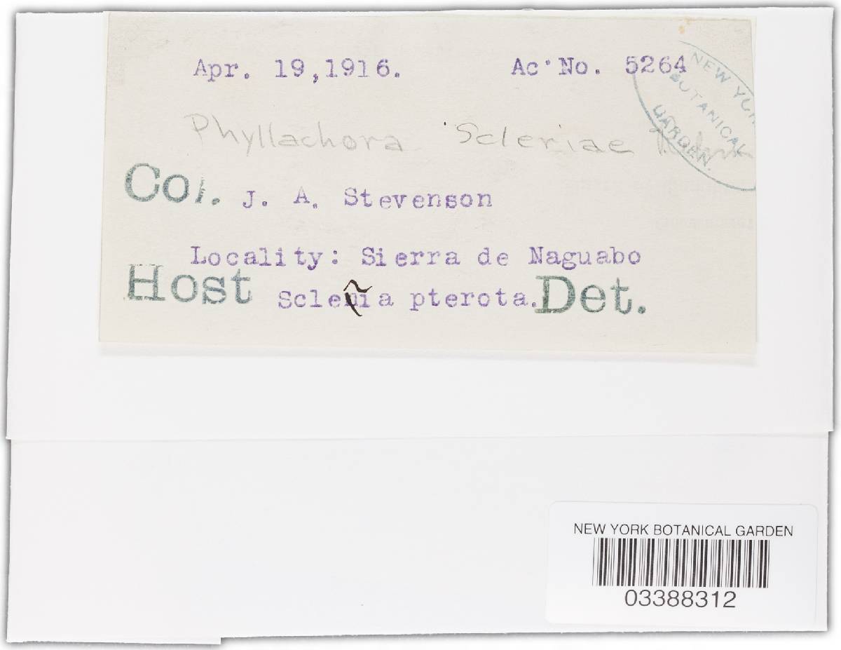 Phyllachora scleriae image