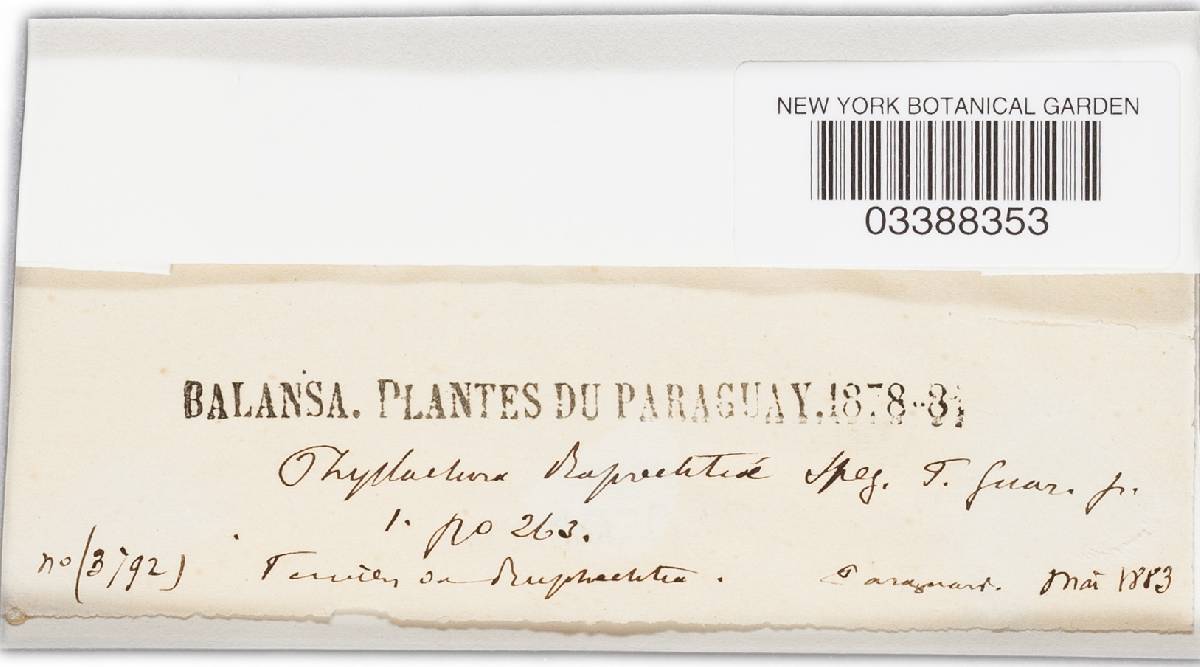 Phyllachora simplex image