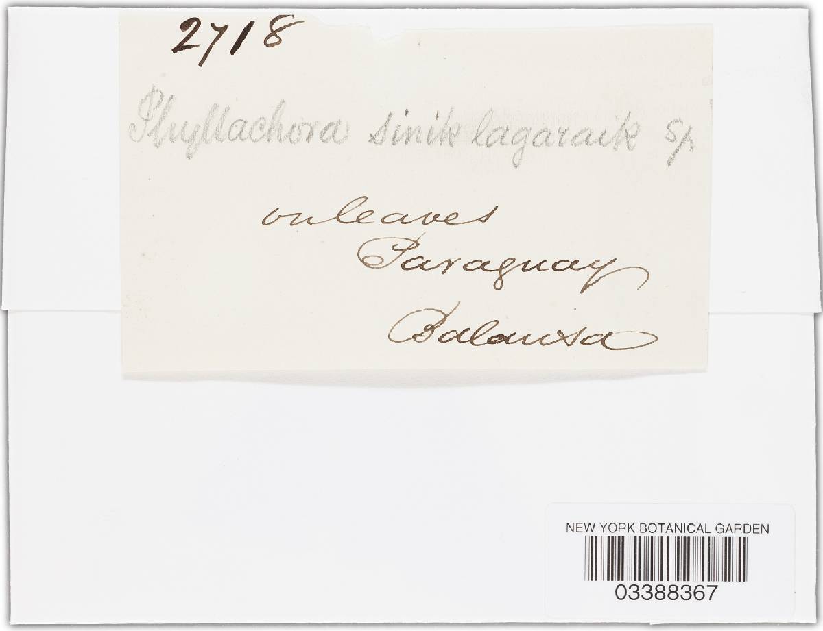 Phyllachora sinik-lagaraik image