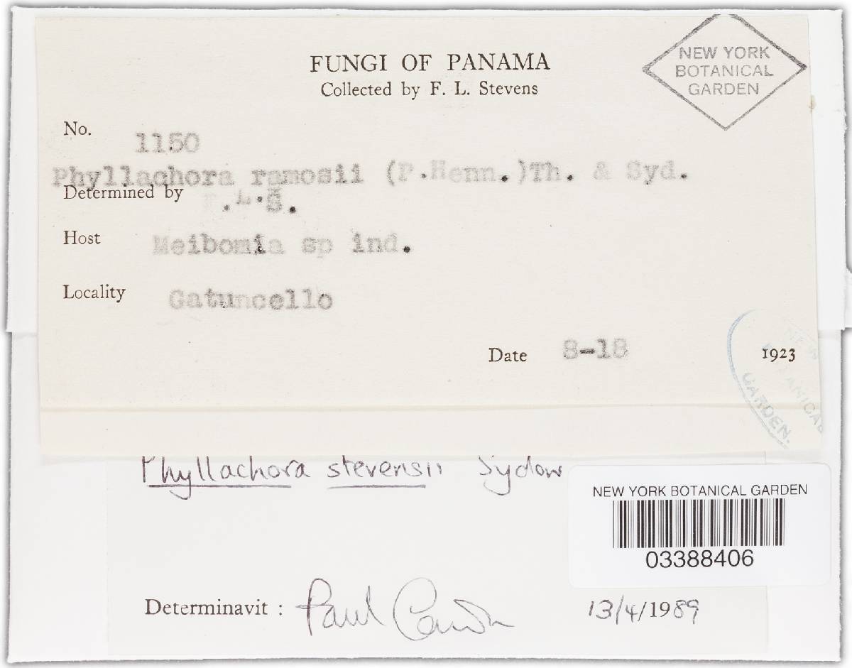 Phyllachora stevensii image