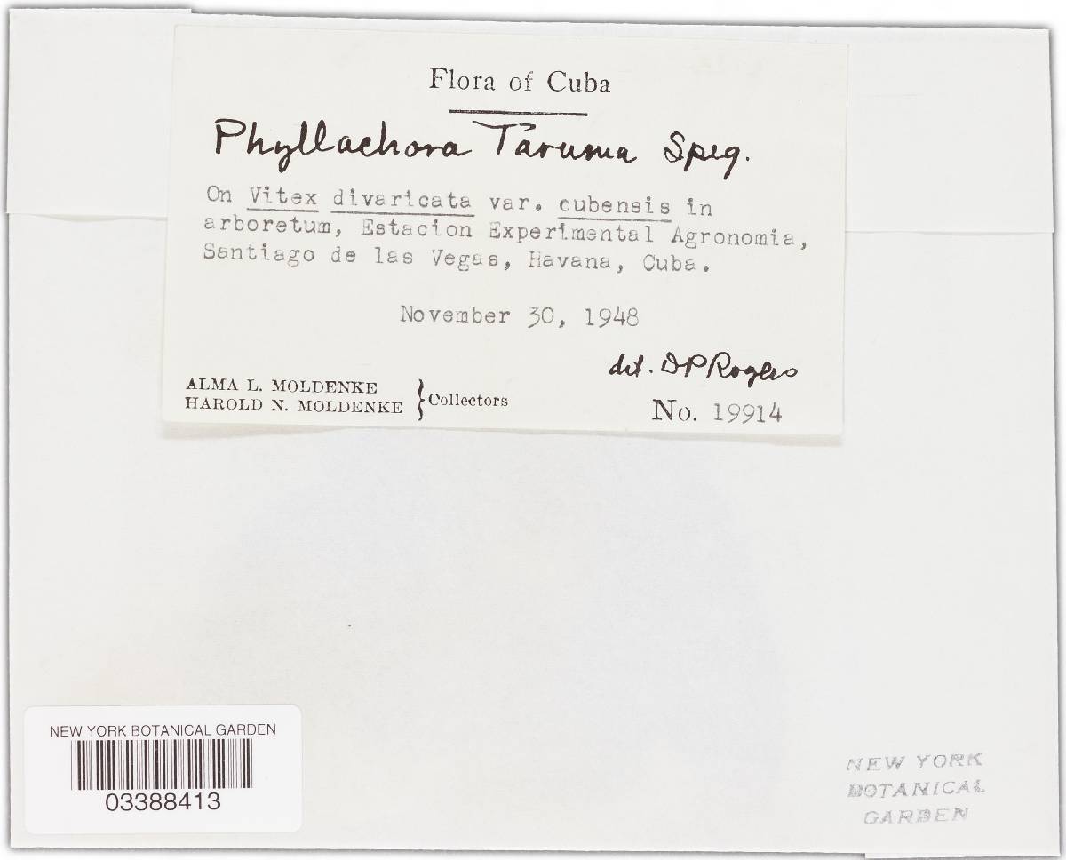 Phyllachora taruma image