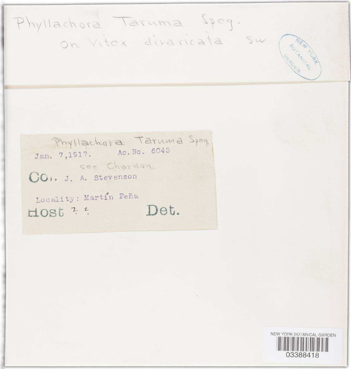 Phyllachora taruma image