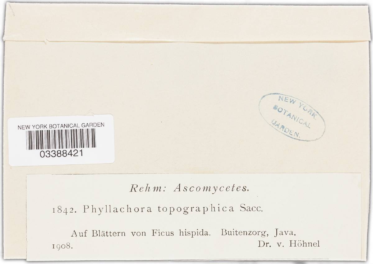 Phyllachora catervaria image