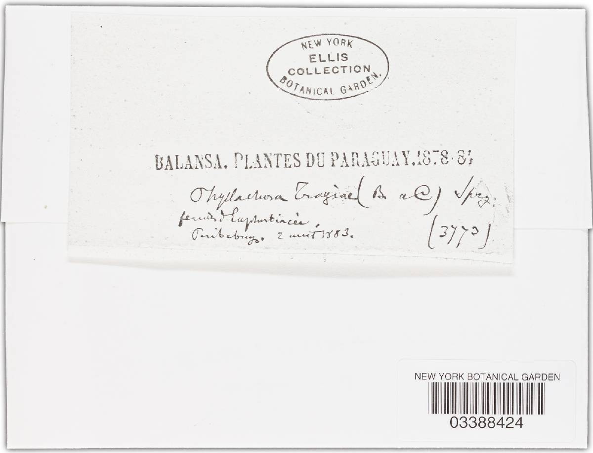 Phyllachora tragiae image