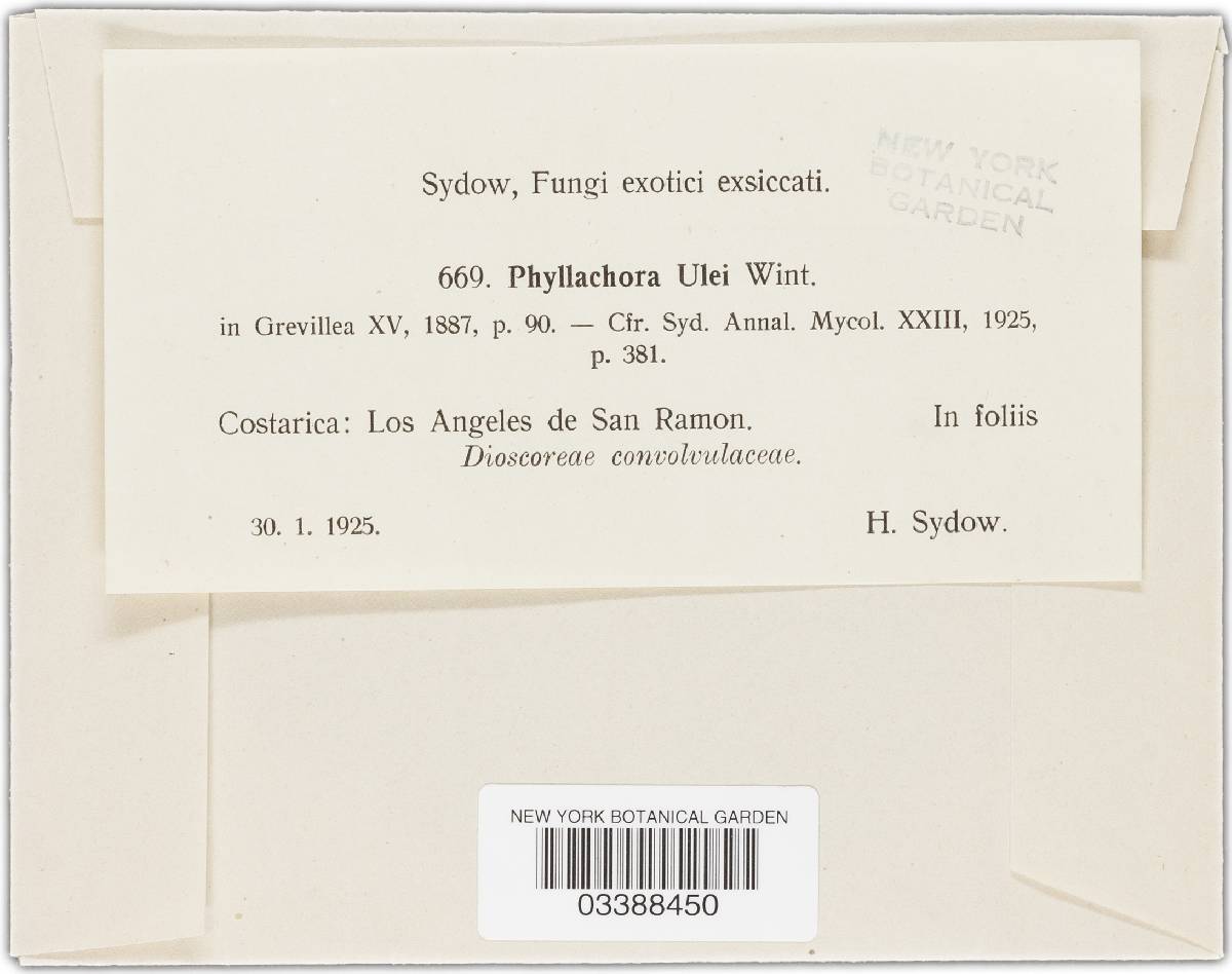 Phyllachora ulei image