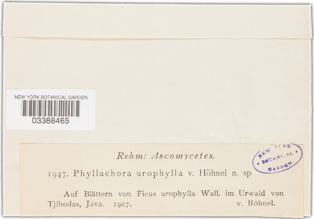 Phyllachora urophylla image