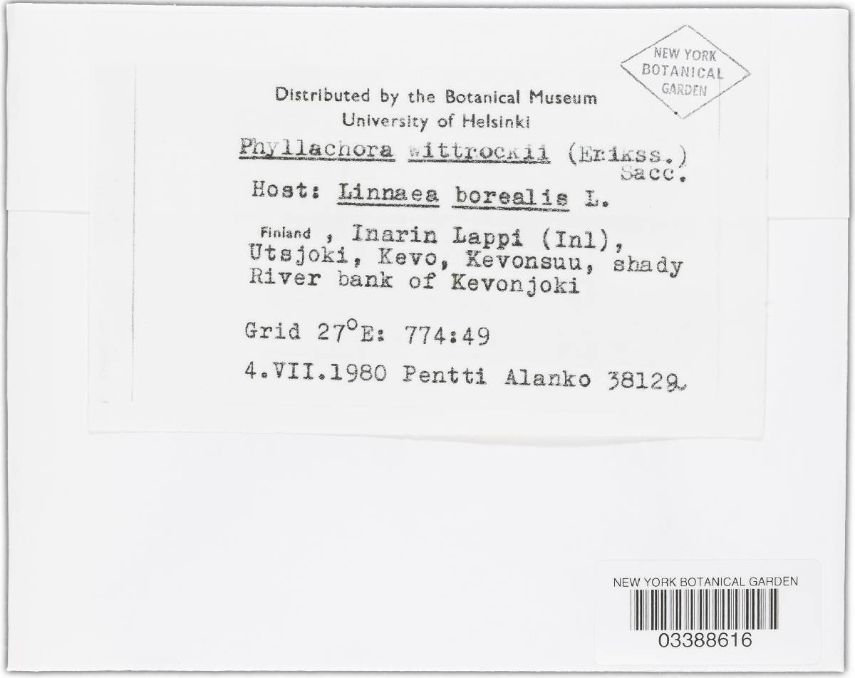 Orphnodactylis wittrockii image