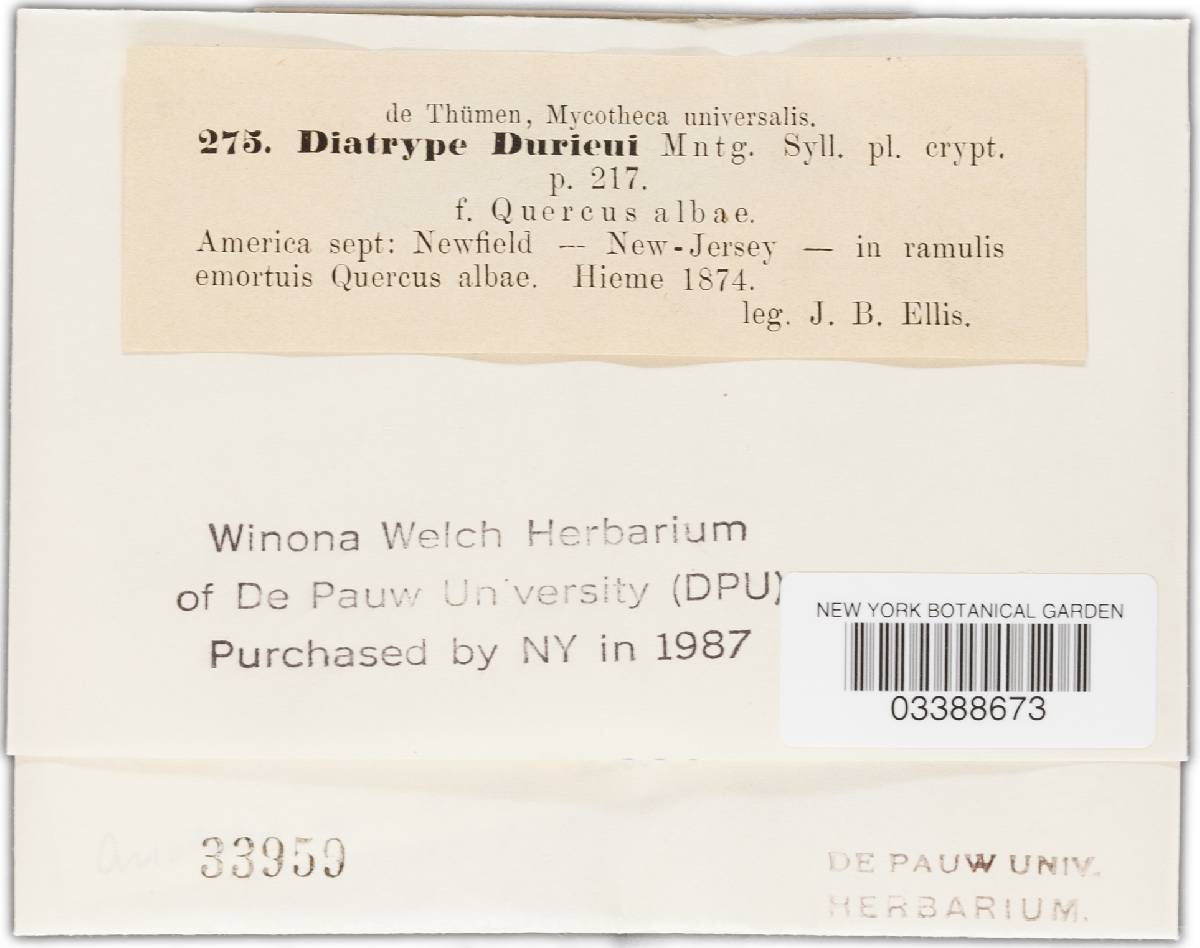 Diatrype durieui image