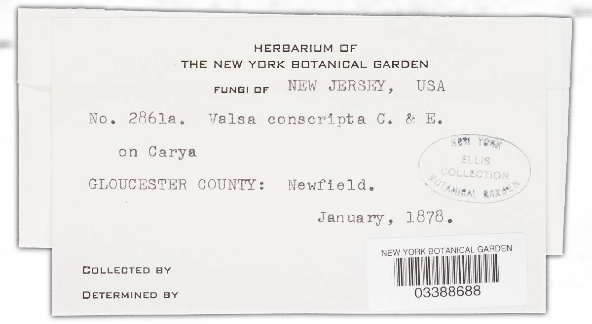 Valsa conscripta image