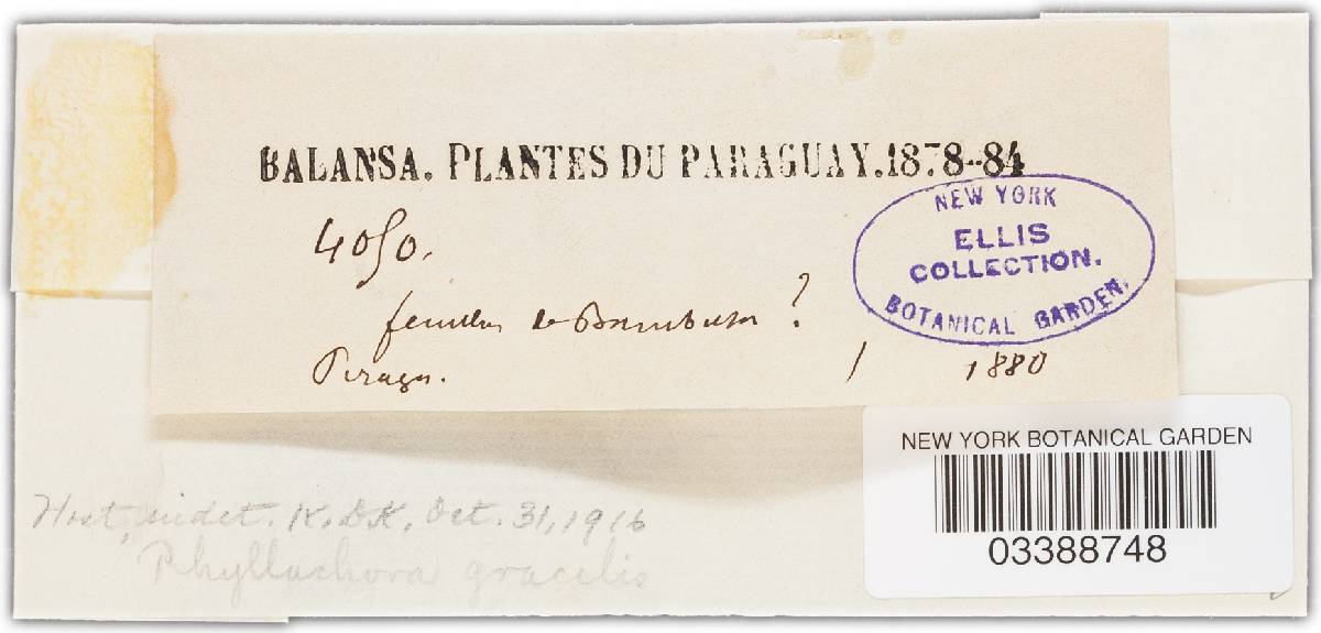 Darwiniella gracilis image