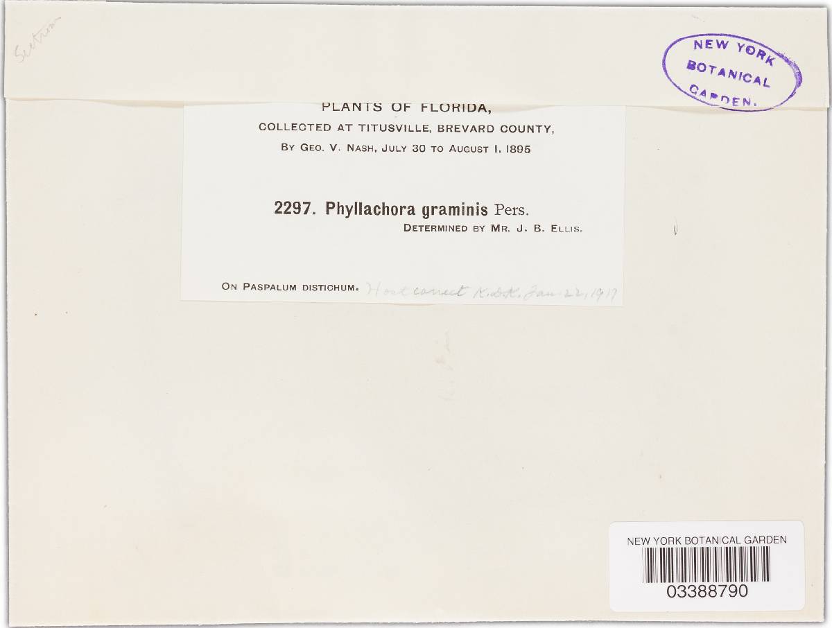 Phyllachora minutissima image