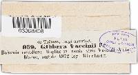 Gibbera vaccinii image