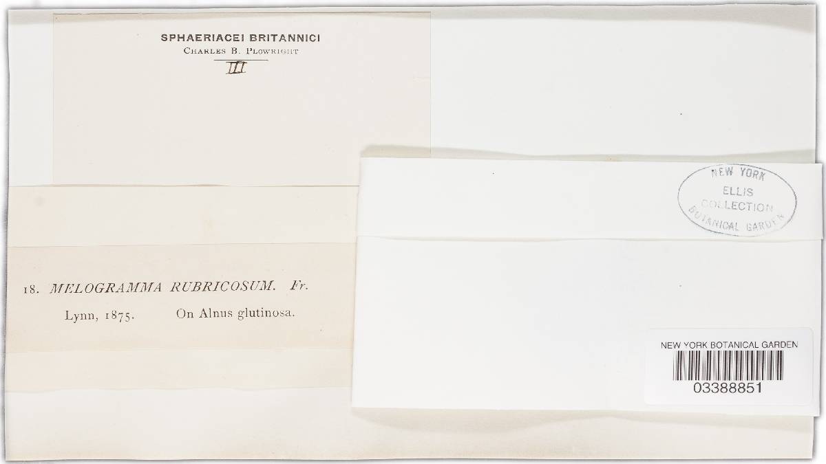 Valsaria rubricosa image