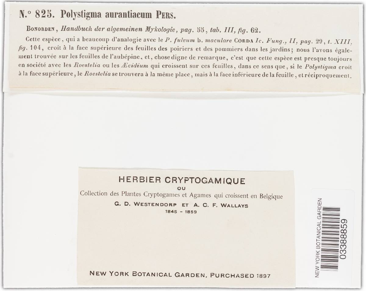 Phyllachoraceae image