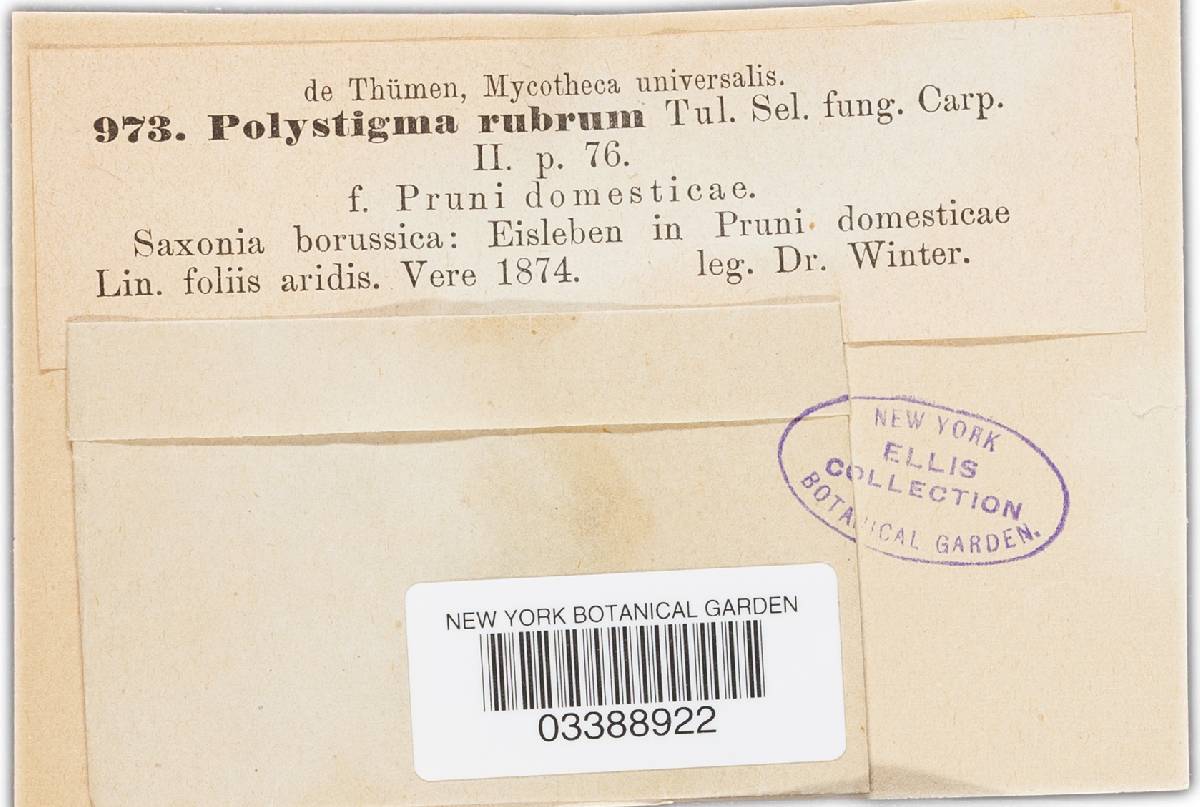 Polystigma rubrum ssp. rubrum image